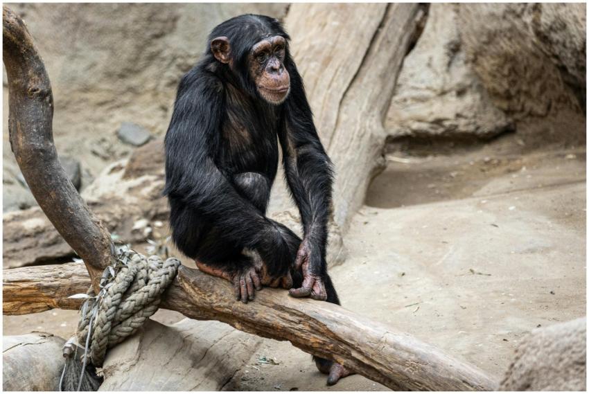 A chimpanzee relaxing on a log at a zoo in Leipzig