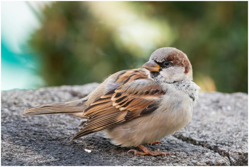 Close Up House Sparrow