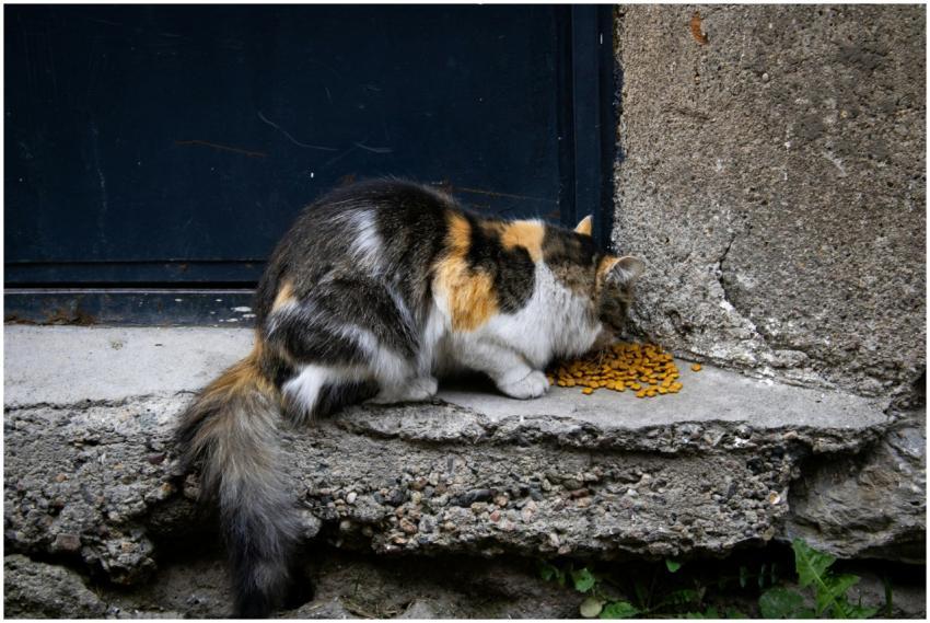 A street cat enjoys a meal outside a building in A