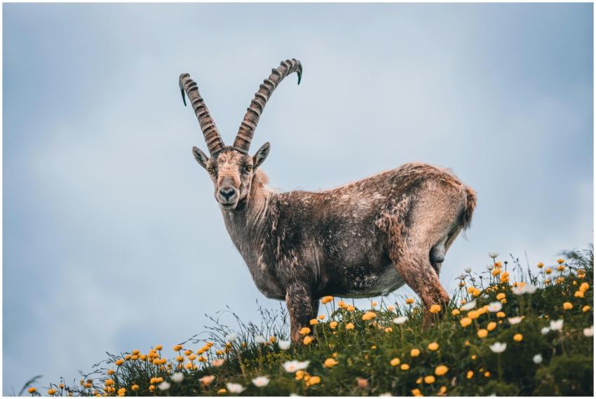 Portrait of an Alpine Ibex standing in a meadow of