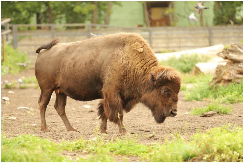 Close-up of a bison standing outdoors, surrounded