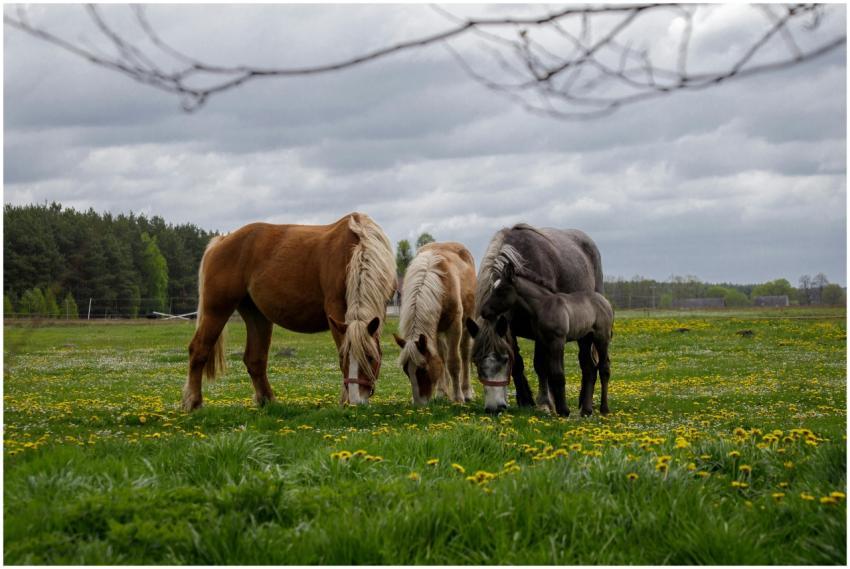 Three horses peacefully grazing in a lush, green m