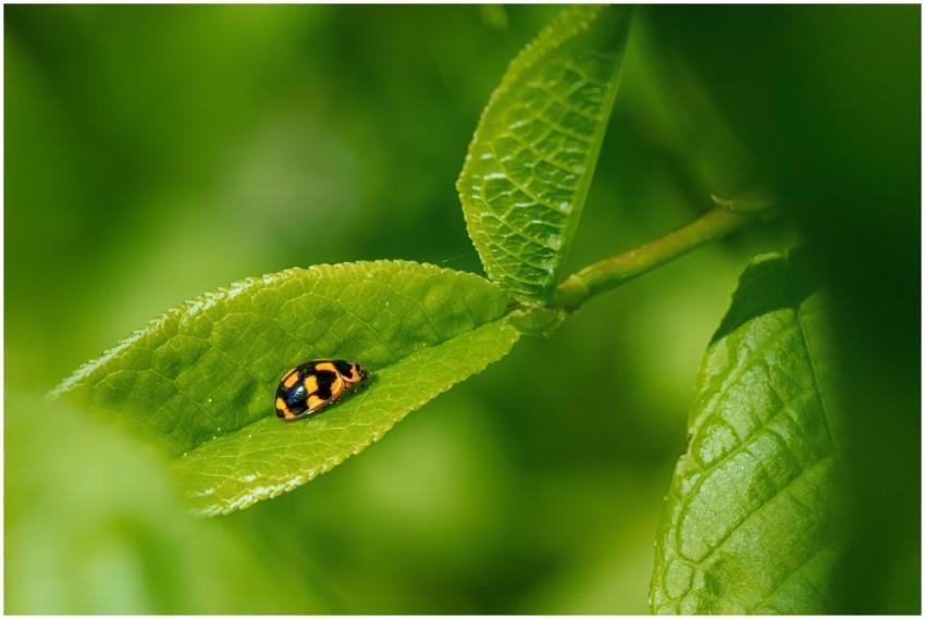 Close-up macro shot of a ladybug perched on a gree