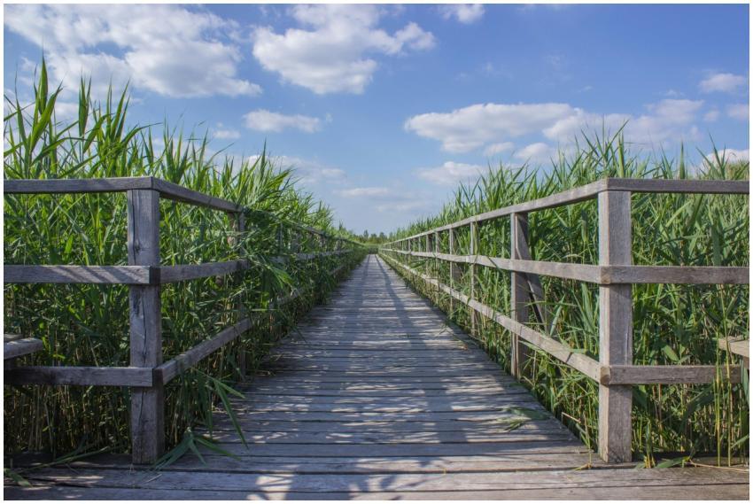 Serene wooden boardwalk surrounded by tall grasses