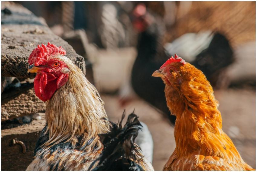 Dynamic shot of a rooster and hen in natural light