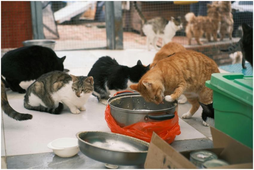 Several cats of various colors eating from dishes