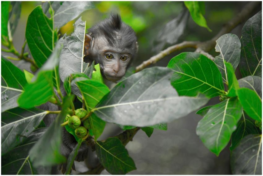 A cute macaque monkey peeks through lush green lea