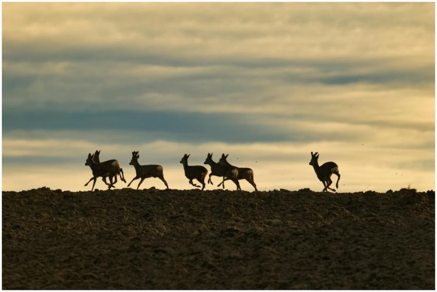 A herd of deer in silhouette against a dramatic su
