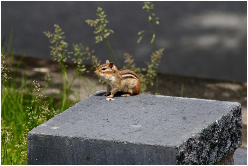A chipmunk perched on a stone slab with green gras