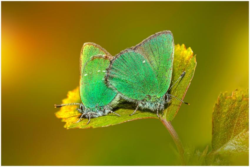 Vibrant green hairstreak butterflies resting on a