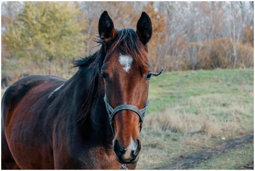 Detailed close-up portrait of a brown horse with w