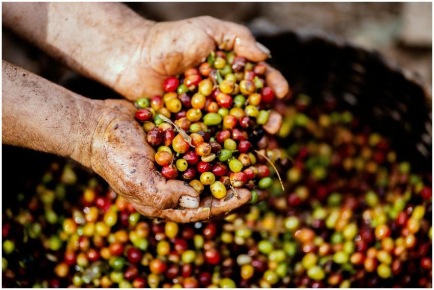 Close-up of hands holding freshly harvested coffee