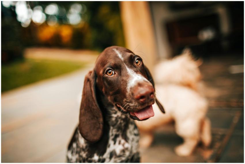 Cute German Shorthaired Pointer puppy with tongue