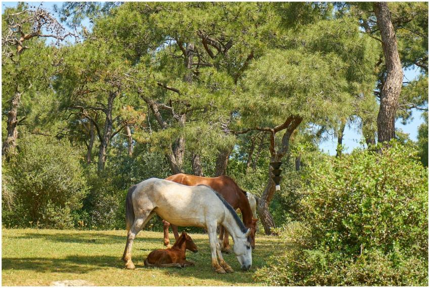 A serene scene of horses and a foal grazing in a l