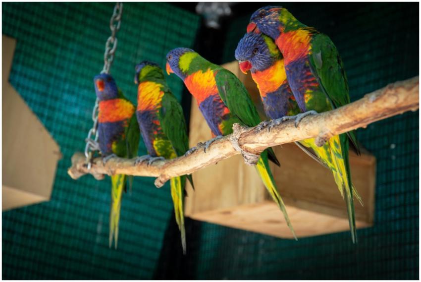 Colorful rainbow lorikeets sitting together on a b