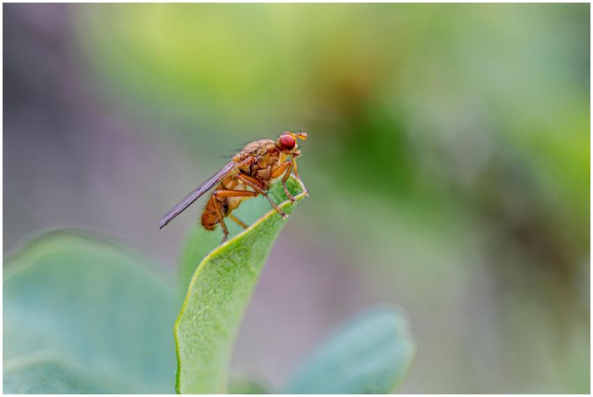 Close-up of a fly perched on a leaf, showcasing de