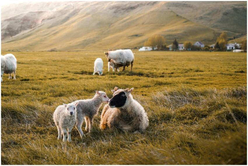 Grazing sheep in a serene Icelandic landscape near