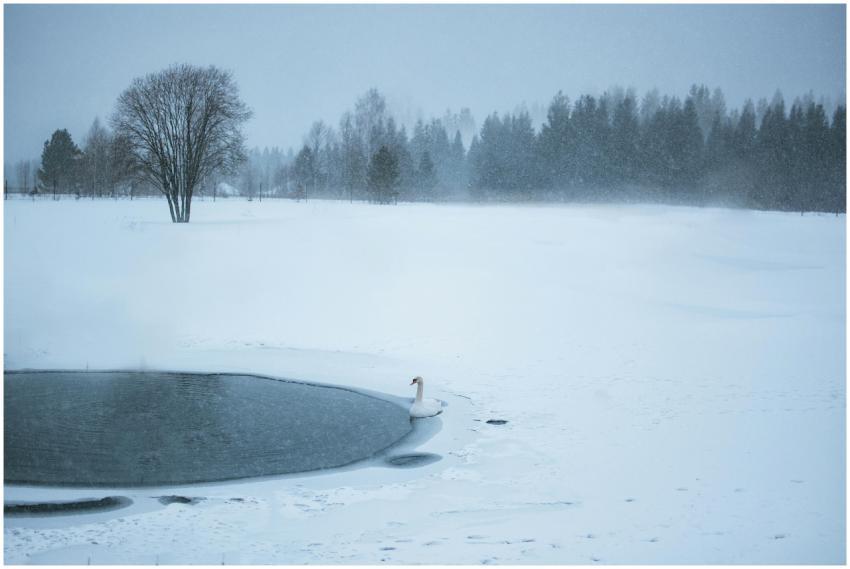 A tranquil winter scene with a swan by a snow-cove