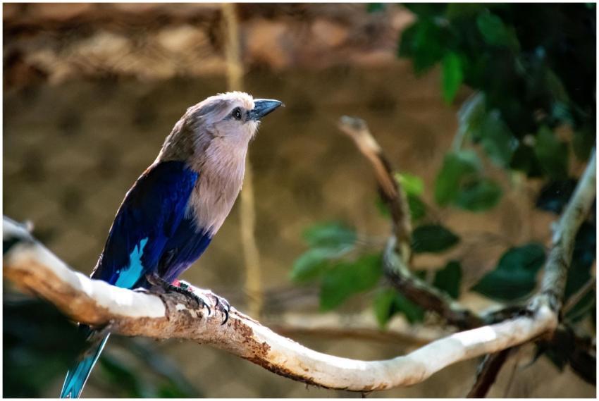 A vibrant bird with striking plumage sits elegantl
