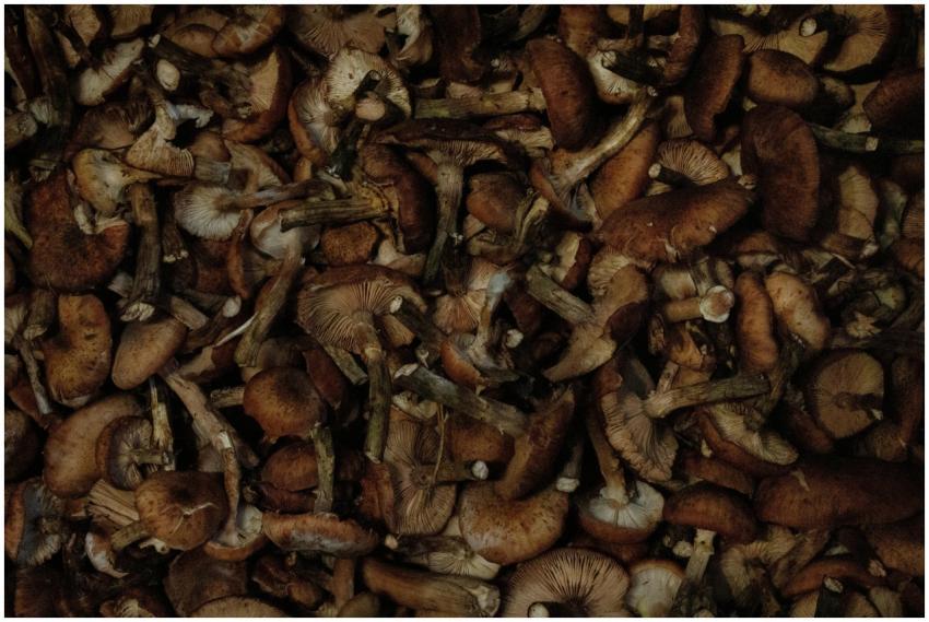 Free stock photo of background, mushroom