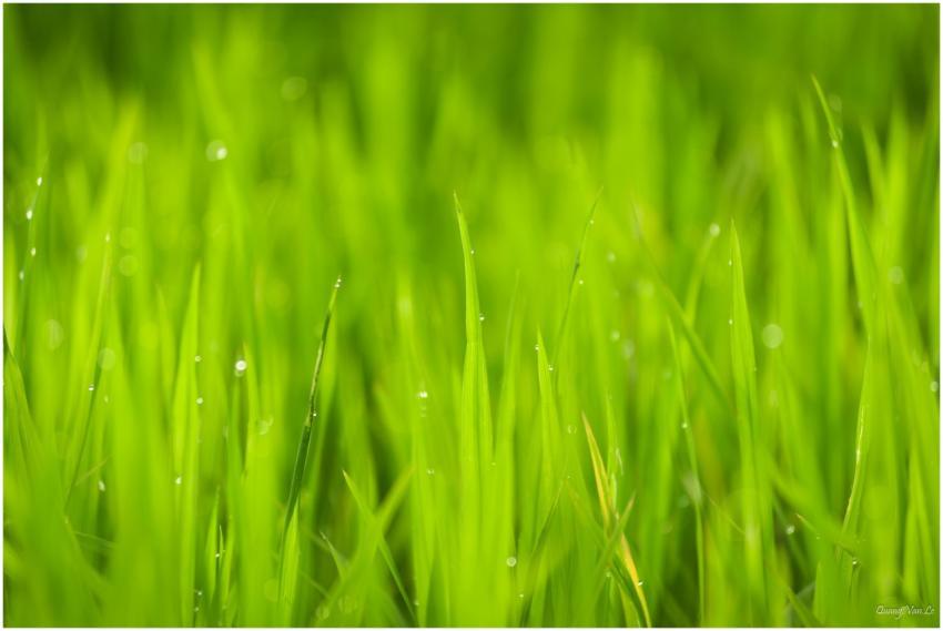 Close-up of vibrant green grass with dewdrops, sho