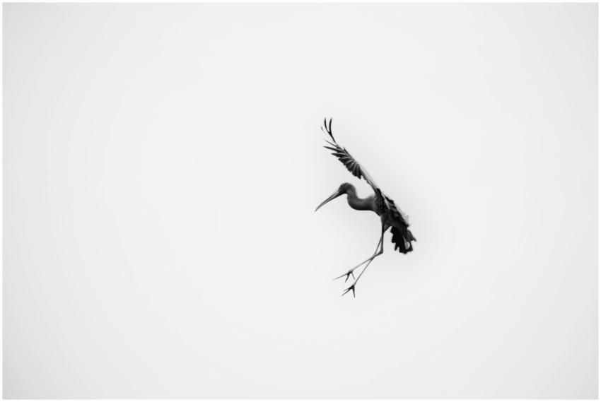 Elegant silhouette of a crane bird captured in gra