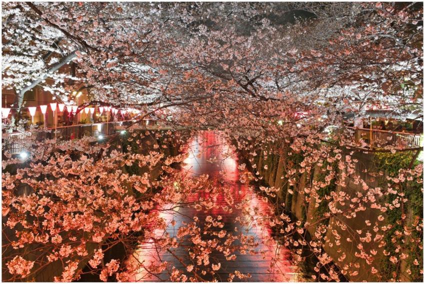 Beautiful cherry blossoms glowing under lights at