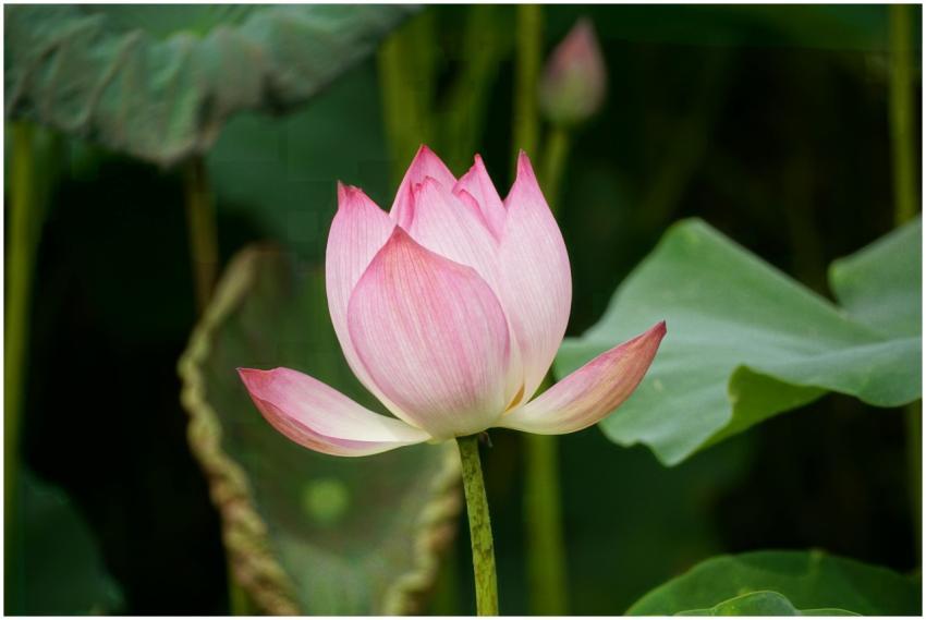 Close-up of a vibrant pink lotus flower blooming a
