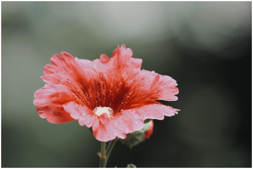 Vibrant red flower with delicate petals and fresh