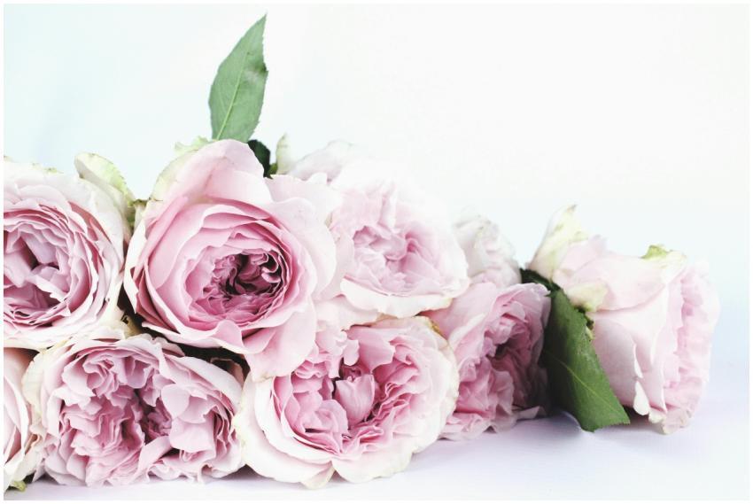 A beautiful close-up of a bouquet of delicate pink