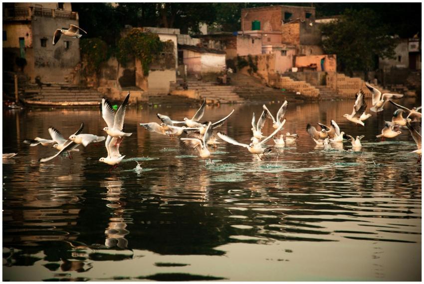 A flock of seagulls fly over the Yamuna River in D