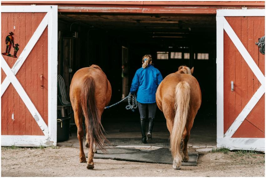A woman leads two horses into a barn, capturing ru