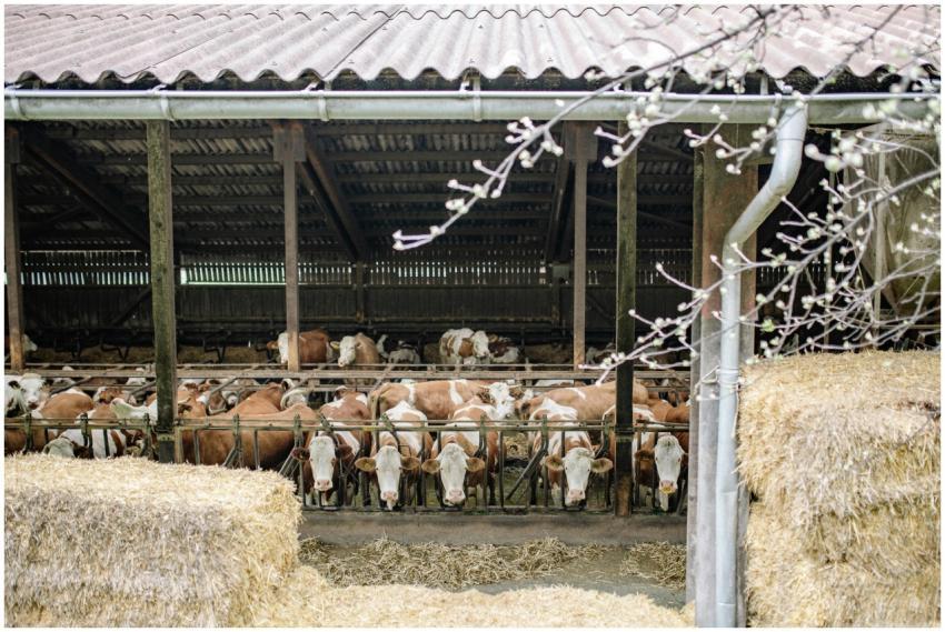 Brown and white cattle in a barn surrounded by hay