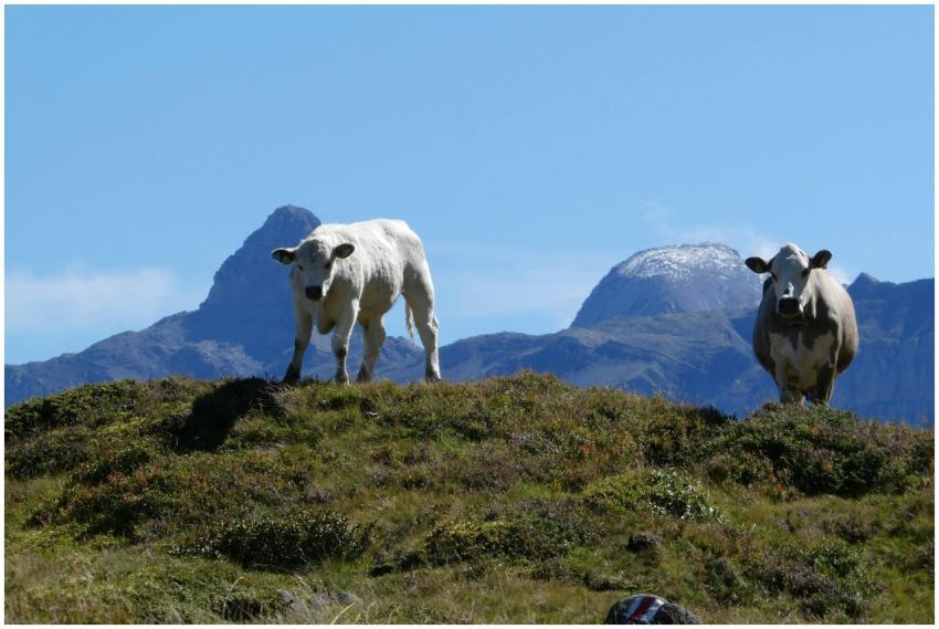 Free stock photo of berge, bergwald, blauer himmel