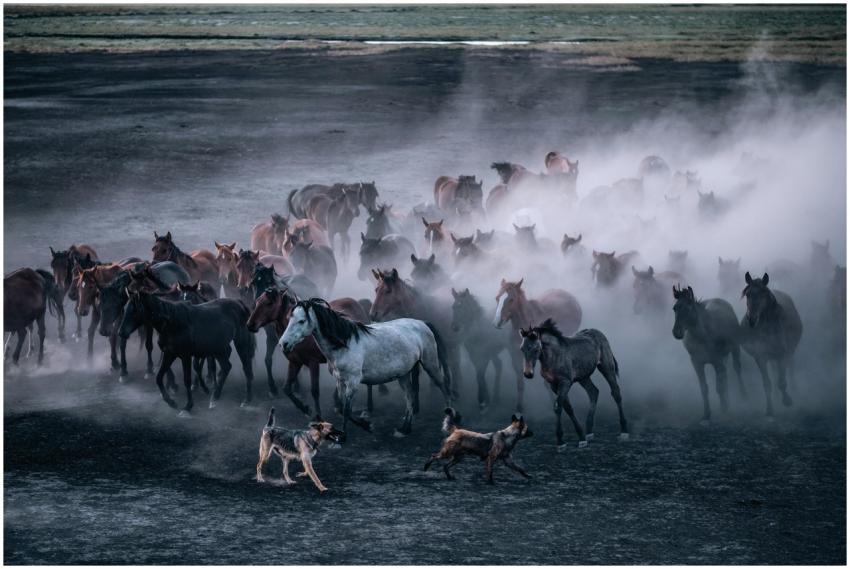 Captivating scene of a horse herd galloping throug