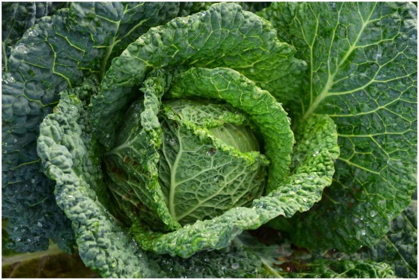 Detailed image of vibrant green cabbage with dew d