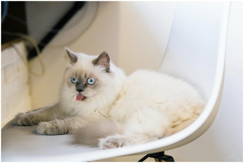 Adorable Ragdoll cat with blue eyes and fluffy fur