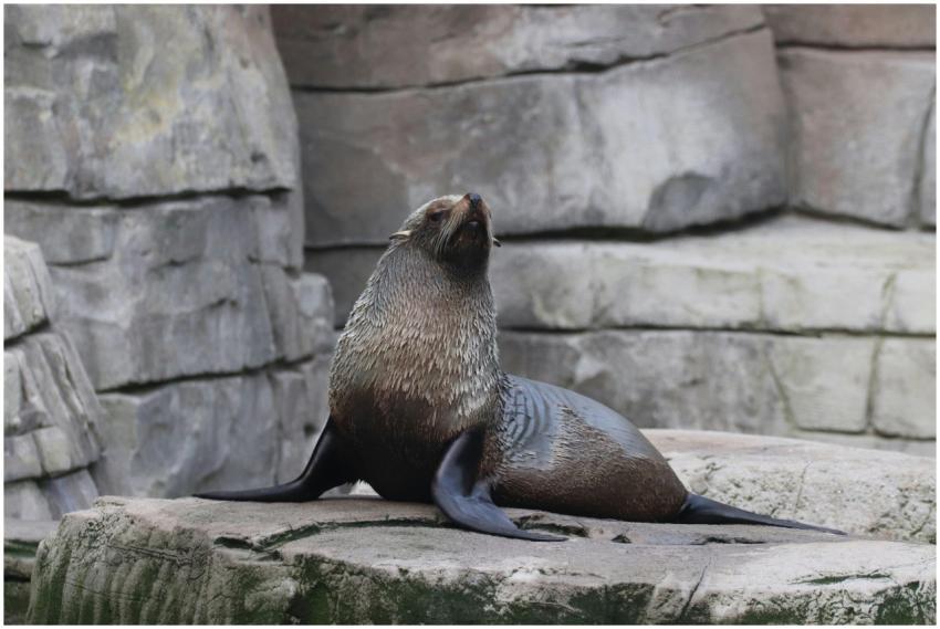 A seal resting on rocky terrain in a zoo exhibit,