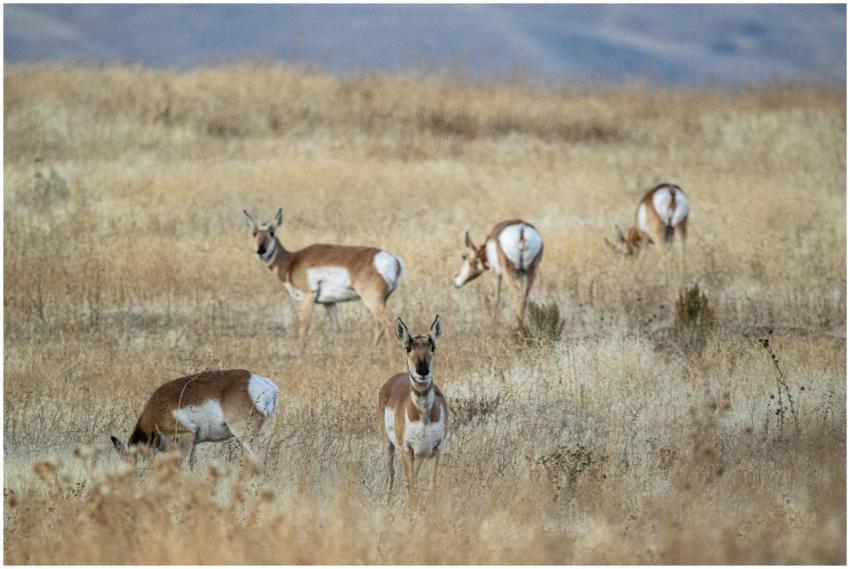 A group of pronghorn antelopes grazing in an open