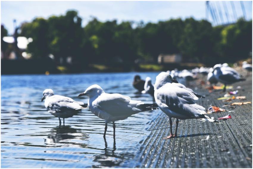 Seagulls gathered at a peaceful lake shore, captur