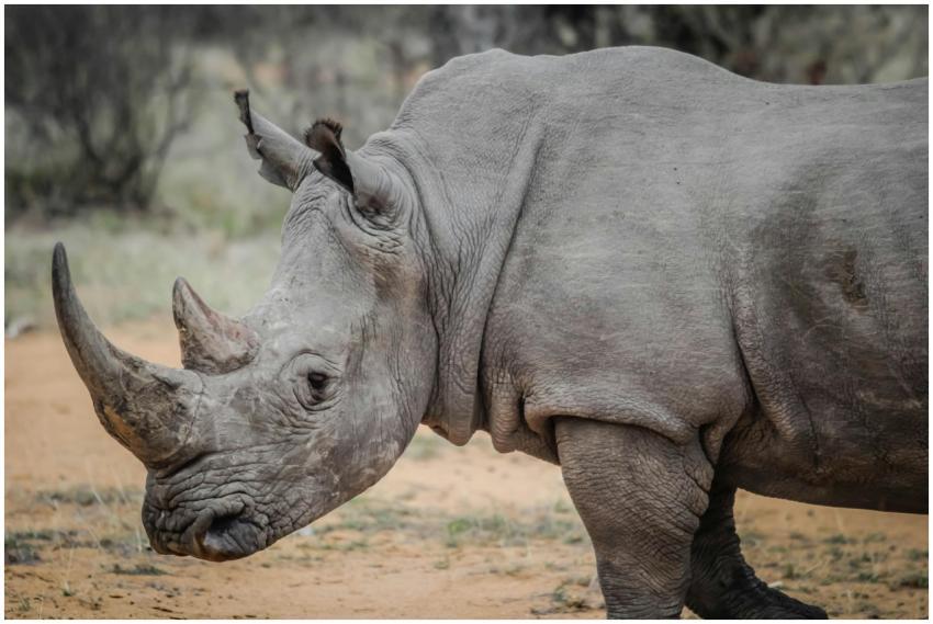 Captivating close-up of a white rhinoceros in Sout