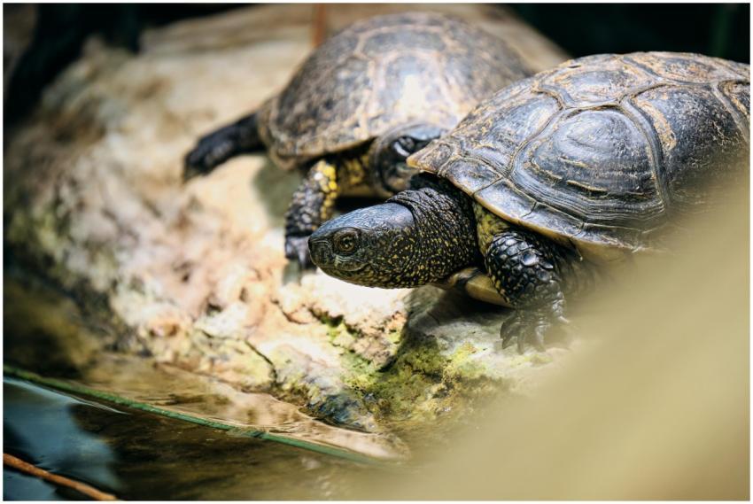 Two European pond turtles basking on a rock near t