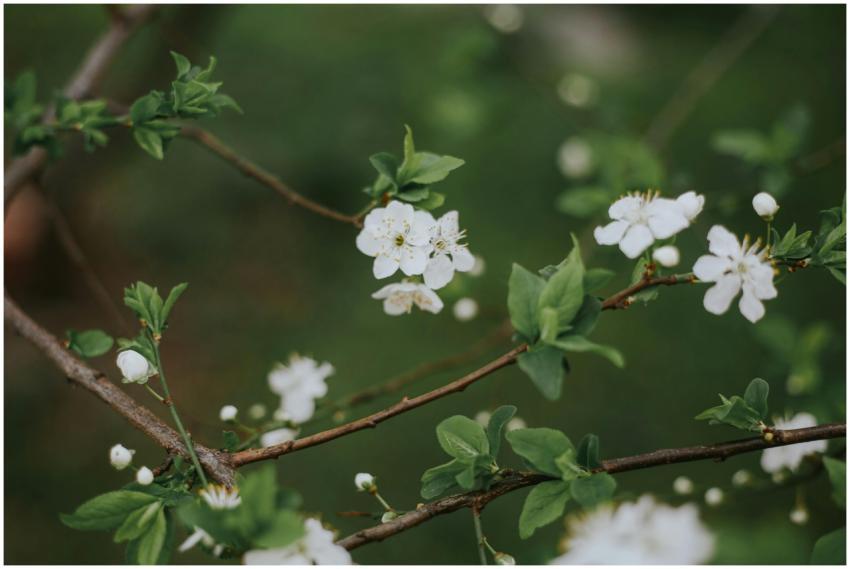 Beautiful white blossoms on branches with fresh gr