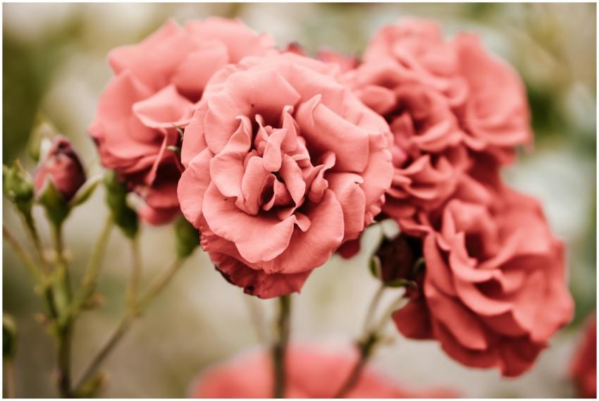 A close-up shot of beautiful blooming pink roses w