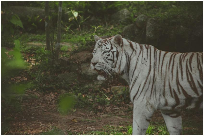 A stunning white Bengal tiger in the wild shows it