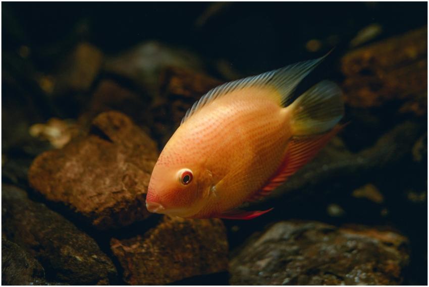 A vivid close-up of a colorful fish swimming among