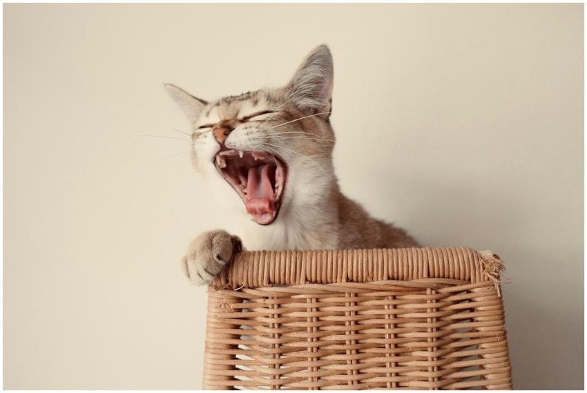 Close-up of a yawning cat resting on a wicker bask