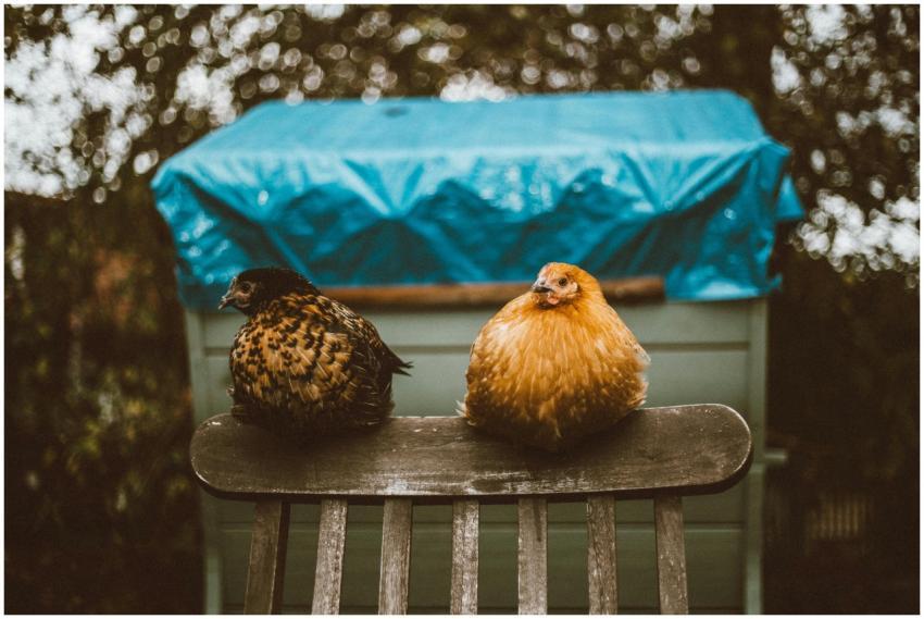 Two chickens resting on a chair outdoors with a vi