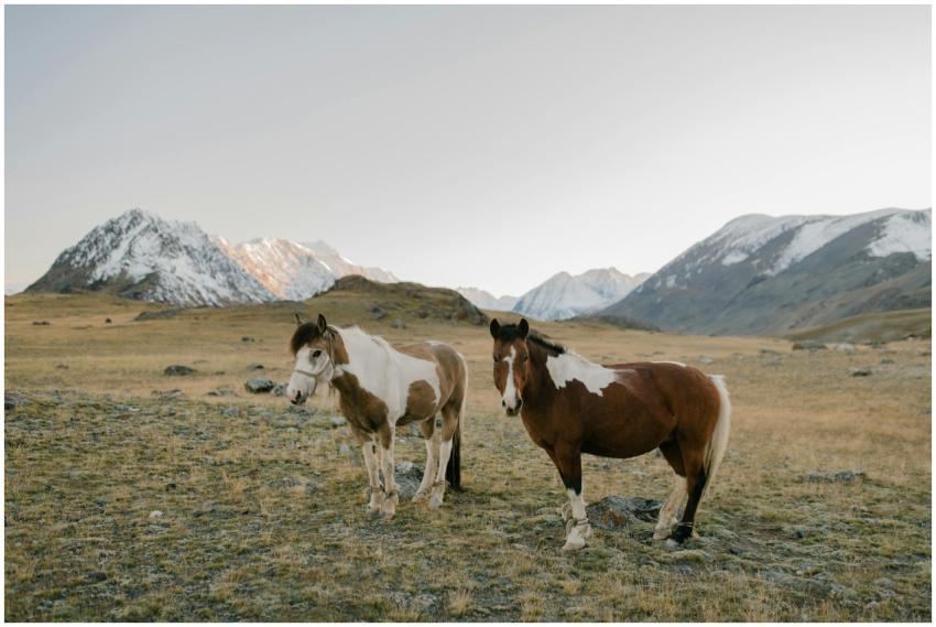 Two wild horses grazing in a vast, scenic valley w