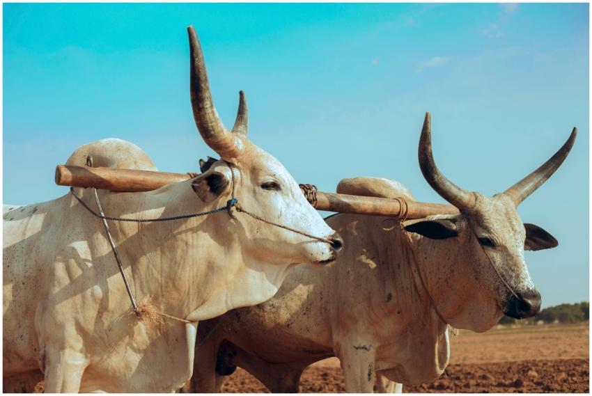 Two oxen standing in a field with a clear blue sky